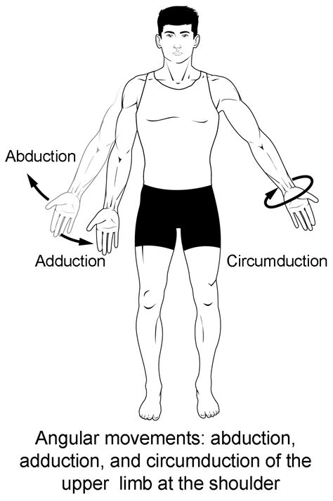 circumduction definition pe|Types of joint movement in the skeletal system .